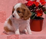 Small Photo #28 Cavalier King Charles Spaniel Puppy For Sale in GOSHEN, IN, USA
