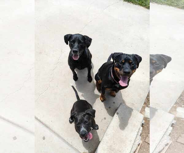Medium Photo #11 Boxer-Pointer Mix Puppy For Sale in Sandy, UT, USA