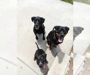 Dolly Lu - Female Boxer-Pointer Mix Dog for Adoption - Photo #11
