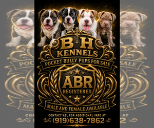 American Bully Puppy for Sale in DURHAM, North Carolina USA