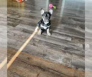French Bulldog Puppy for sale in CHICAGO, IL, USA