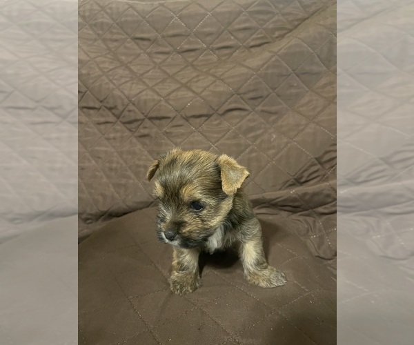Medium Photo #16 Yorkshire Terrier Puppy For Sale in SAN ANTONIO, TX, USA