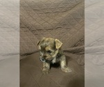 Small #15 Yorkshire Terrier