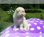 Small #11 German Shepherd Dog