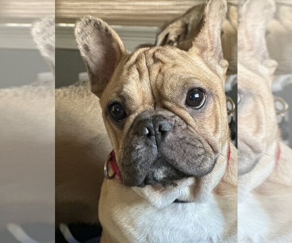 Medium Photo #1 French Bulldog Puppy For Sale in Oak Bluffs, MA, USA