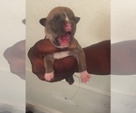 Small Photo #11 American Pit Bull Terrier Puppy For Sale in NEWARK, NJ, USA