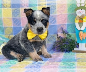 Australian Cattle Dog Puppy for sale in LANCASTER, PA, USA