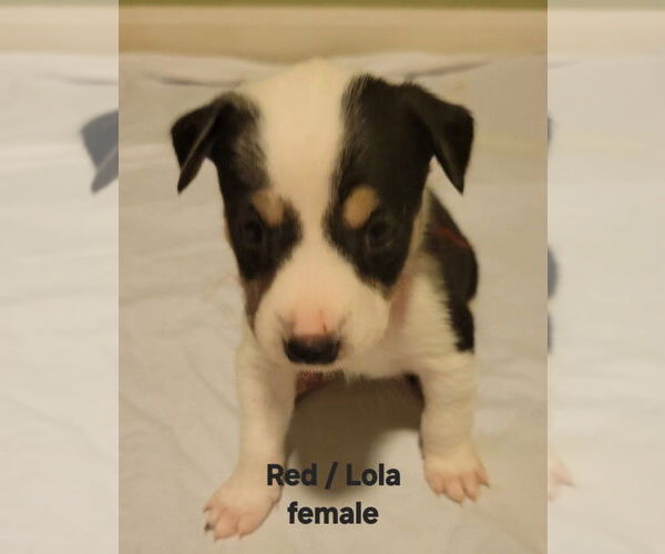 Medium Photo #2 Border Collie-Siberian Husky Mix Puppy For Sale in Aurora, IN, USA
