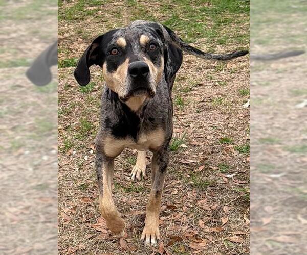 Medium Photo #1 Catahoula Leopard Dog-Unknown Mix Puppy For Sale in Augusta, GA, USA