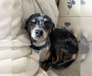 Chihuahua-Unknown Mix Dogs for adoption in Bellevue, WA, USA