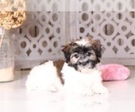 Small Photo #4 Havanese Puppy For Sale in MOUNT VERNON, OH, USA