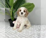 Small Photo #2 Cocker Spaniel Puppy For Sale in FRANKLIN, IN, USA