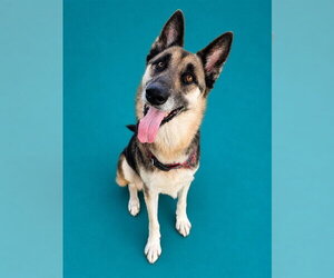 MAX - Male German Shepherd Dog Dog for Adoption - Photo #3