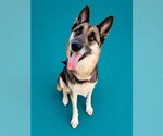 Small Photo #3 German Shepherd Dog Puppy For Sale in Pearland, TX, USA