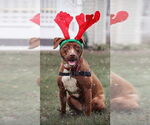 Small #7 American Pit Bull Terrier Mix