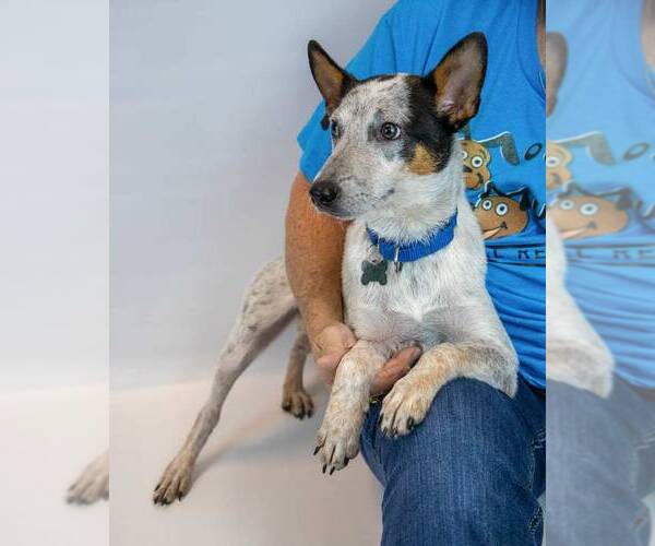 Medium Photo #4 Jack Russell Terrier-Unknown Mix Puppy For Sale in Kennesaw, GA, USA