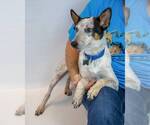 Small #3 Jack Russell Terrier Mix