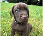 Small Photo #13 Labrador Retriever Puppy For Sale in MARYVILLE, TN, USA