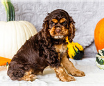 Small Photo #34 Cocker Spaniel Puppy For Sale in WAKARUSA, IN, USA