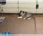 Small #2 Shetland Sheepdog