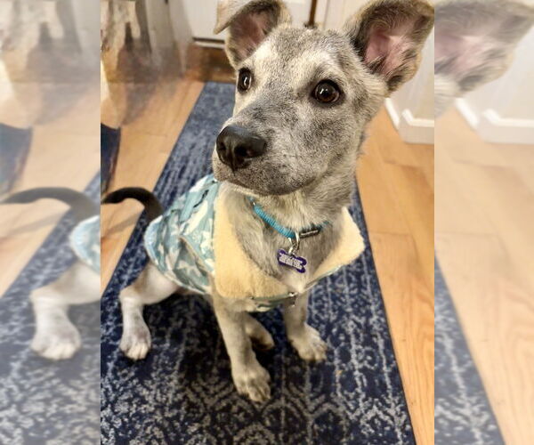 Medium Photo #9 Mutt Puppy For Sale in Oak Bluffs, MA, USA