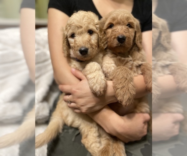 Medium Photo #20 Goldendoodle Puppy For Sale in CARMICHAEL, CA, USA