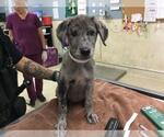 Small Doberman Pinscher Mix