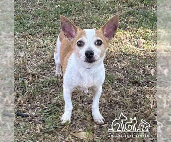 Medium Photo #1 Chihuahua Puppy For Sale in Irvine, CA, USA