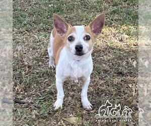 Chihuahua Dogs for adoption in Irvine, CA, USA