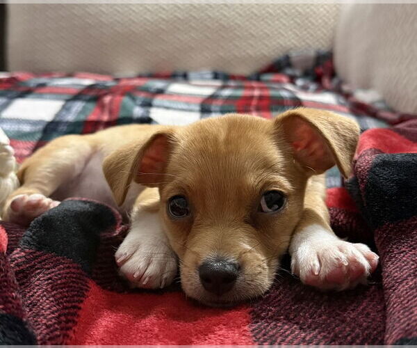 Medium Photo #2 Jack Chi Puppy For Sale in Dana Point, CA, USA