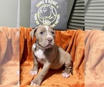 Puppy Grey American Bully