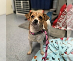 Chihuahua-Unknown Mix Dogs for adoption in Long Beach, CA, USA