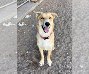 Siberian Husky-Unknown Mix Dogs for adoption in Webster, WI, USA