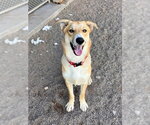 Small Siberian Husky Mix
