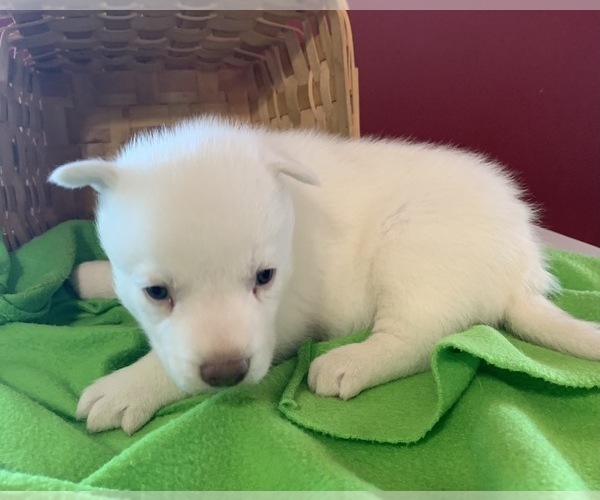 Medium Photo #4 Siberian Husky Puppy For Sale in DEARBORN, MO, USA
