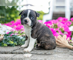 Small #3 Boston Terrier
