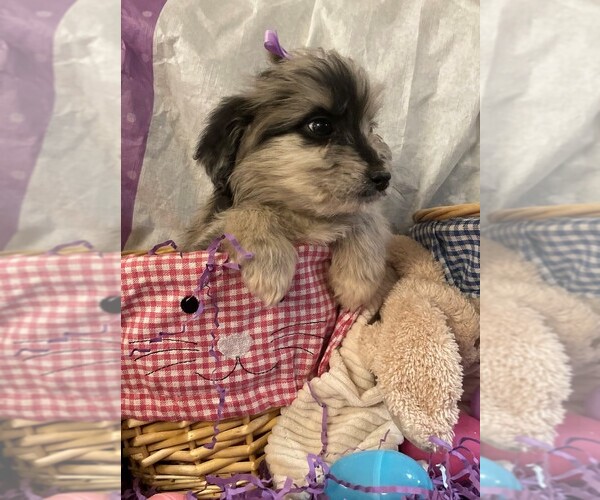 Medium Photo #5 Aussiedoodle Puppy For Sale in MIDDLETOWN, OH, USA