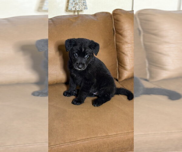 Medium Photo #3 German Shepherd Dog-Unknown Mix Puppy For Sale in Dana Point, CA, USA