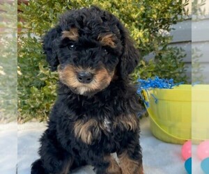 Goldendoodle (Miniature) Puppy for sale in NEWPORT, PA, USA