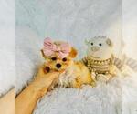 Small #4 Poodle (Toy)