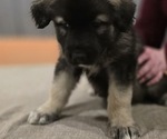 Small #4 Alaskan Malamute-Mastiff Mix