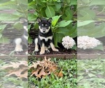 Puppy Pixie Shiba Inu