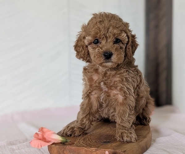 Medium Photo #7 Cavapoo (Miniature) Puppy For Sale in GOSHEN, IN, USA