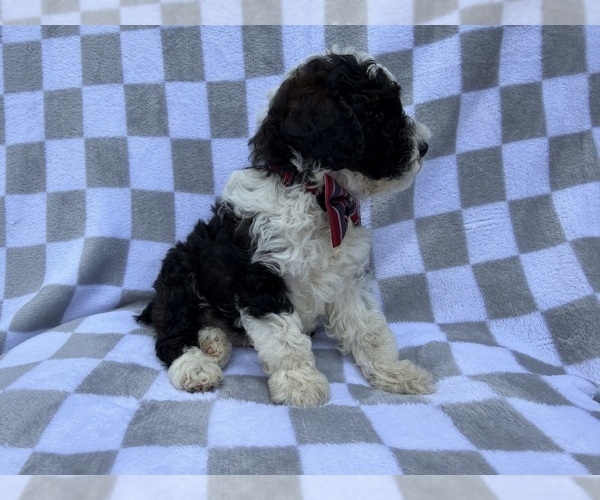 Medium Photo #6 Cockapoo (Miniature) Puppy For Sale in LAKELAND, FL, USA