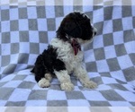 Small #5 Cockapoo (Miniature)