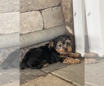Small #3 Yorkshire Terrier