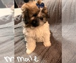 Small Photo #1 Shih Tzu Puppy For Sale in ROGERSVILLE, AL, USA