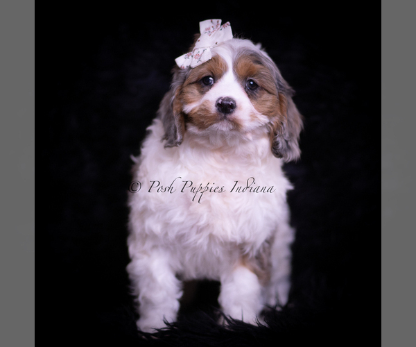 Medium Photo #2 Cavapoo (Miniature) Puppy For Sale in WARSAW, IN, USA