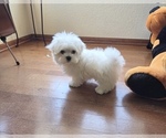 Small #2 Maltese