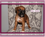Small Photo #8 Boxer Puppy For Sale in PLATO, MO, USA